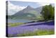 Wild Bluebells (Hyacinthoides Non-Scripta) Beside Loch Leven-Ruth Tomlinson-Premier Image Canvas