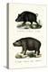 Wild Boar, 1824-Karl Joseph Brodtmann-Premier Image Canvas