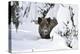 Wild Boar in Winter-Reiner Bernhardt-Premier Image Canvas