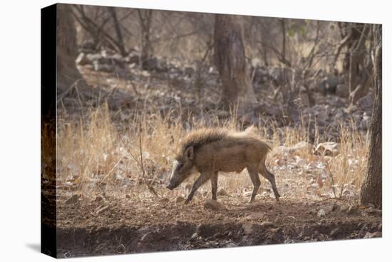 Wild Boar, Ranthambhore National Park, Rajasthan, India, Asia-Janette Hill-Premier Image Canvas