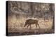 Wild Boar, Ranthambhore National Park, Rajasthan, India, Asia-Janette Hill-Premier Image Canvas