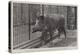 Wild Boar, Removed from Windsor Park and Presented to the Zoological Society by Hm the King-null-Premier Image Canvas