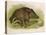 Wild Boar Seated in the Undergrowth-Brittan-Stretched Canvas