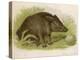 Wild Boar Seated in the Undergrowth-Brittan-Stretched Canvas