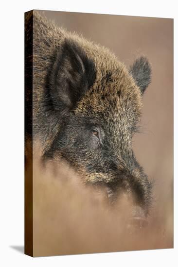 Wild Boar (Sus Scrofa) Alladale Wilderness Reserve, Scotland, March 2009-Cairns-Premier Image Canvas