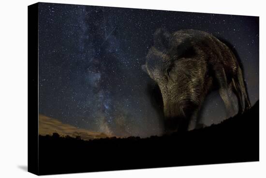 Wild Boar (Sus Scrofa) at Night with the Milky Way in the Background, Gyulaj, Tolna, Hungary-Bence Mate-Premier Image Canvas