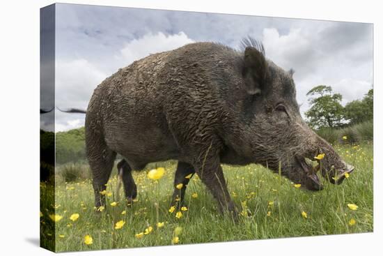 Wild Boar (Sus Scrofa), Captive, United Kingdom, Europe-Ann and Steve Toon-Premier Image Canvas