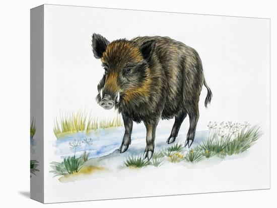 Wild Boar (Sus Scrofa), Suidae, Drawing-null-Premier Image Canvas