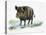 Wild Boar (Sus Scrofa), Suidae, Drawing-null-Premier Image Canvas