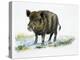 Wild Boar (Sus Scrofa), Suidae, Drawing-null-Premier Image Canvas