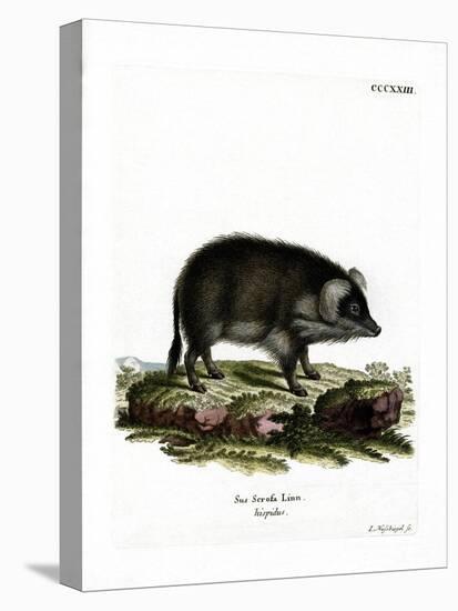 Wild Boar-null-Premier Image Canvas