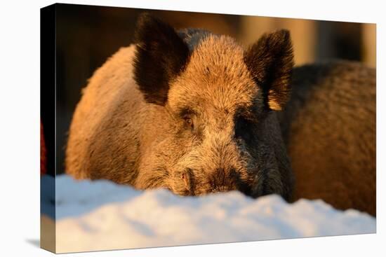 Wild Boars, Evening Light-Reiner Bernhardt-Premier Image Canvas