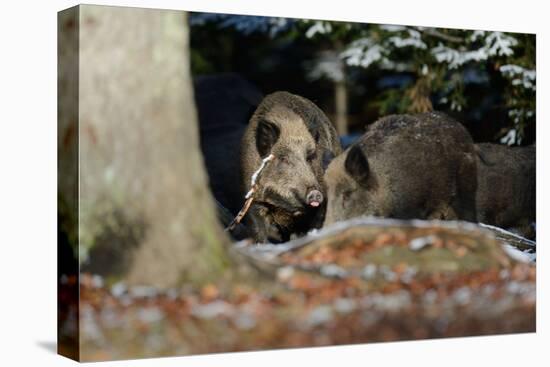 Wild Boars in Winter-Reiner Bernhardt-Premier Image Canvas