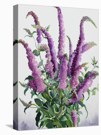 Wild Buddleia-Christopher Ryland-Premier Image Canvas