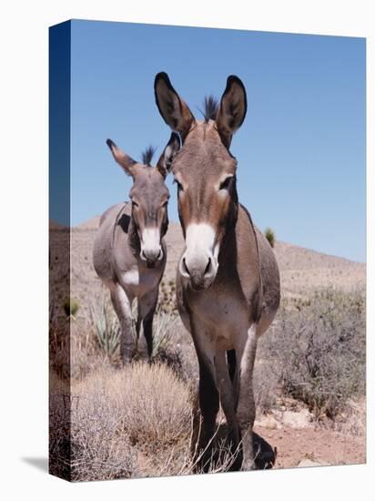 Wild Burro, Arizona/Nevada, USA, North America-Lynn M. Stone-Premier Image Canvas