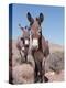 Wild Burro, Arizona/Nevada, USA, North America-Lynn M. Stone-Premier Image Canvas
