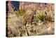 Wild burros, equus asinus, grazing, Red Rock Canyon, Nevada, USA-Michel Hersen-Premier Image Canvas