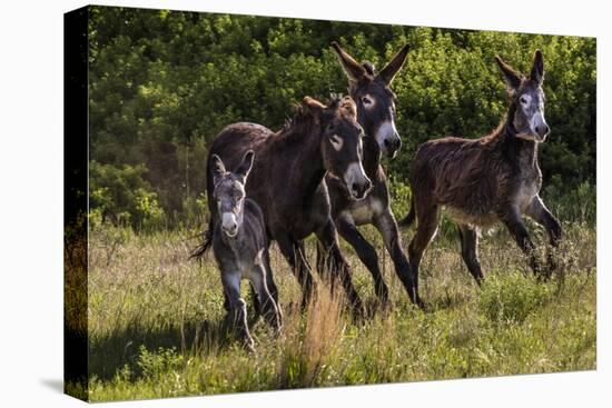 Wild Burros in Custer State Park, South Dakota, Usa-Chuck Haney-Premier Image Canvas