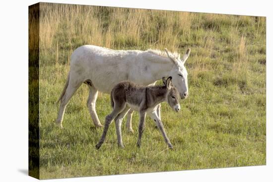 Wild Burros in Custer State Park, South Dakota, Usa-Chuck Haney-Premier Image Canvas