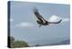 Wild California condor in flight, with wing tag and transmitter, Baja, Mexico-Jeff Foott-Premier Image Canvas