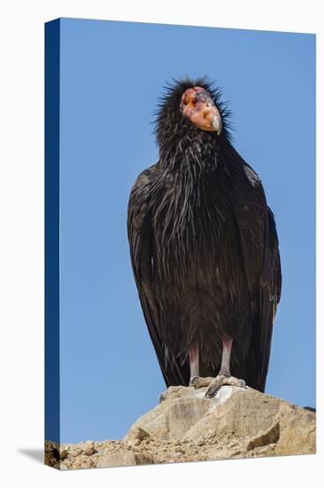 Wild California condor near San Pedro Martir National Park, Northern Baja California, Mexico-Jeff Foott-Premier Image Canvas