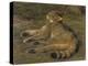Wild Cat, 1850, by Rosa Bonheur, French painting,-Rosa Bonheur-Stretched Canvas