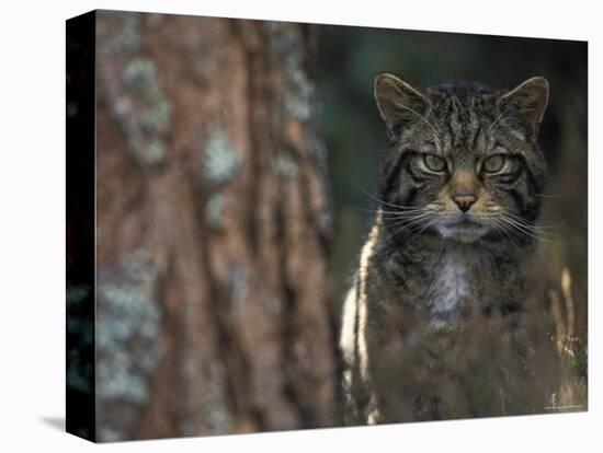 Wild Cat in Pine Forest, Cairngorms National Park, Scotland, UK-Pete Cairns-Premier Image Canvas