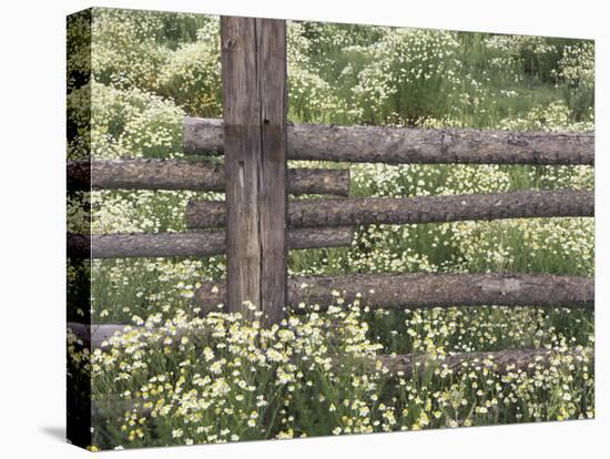 Wild Chamomile Around Log Fence, Colorado, USA-Adam Jones-Premier Image Canvas