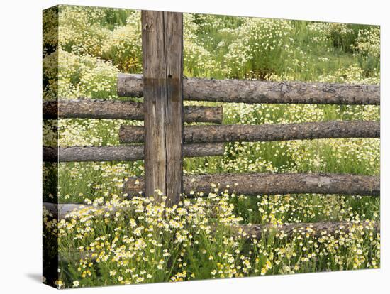 Wild Chamomile Growing around Log Fence-Adam Jones-Premier Image Canvas