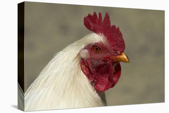 Wild Chicken, Port Chalmers, Dunedin, South Island, New Zealand-David Wall-Premier Image Canvas