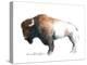 Wild Colorful Bison Dark Brown-Avery Tillmon-Stretched Canvas