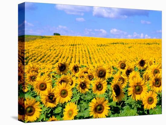 Wild Colors of Sunflowers, Jamestown, North Dakota, USA-Bill Bachmann-Premier Image Canvas