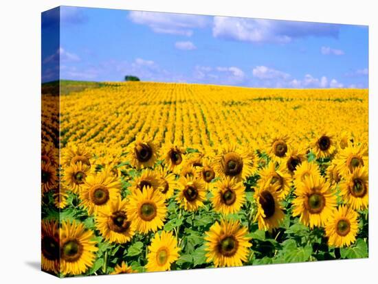 Wild Colors of Sunflowers, Jamestown, North Dakota, USA-Bill Bachmann-Premier Image Canvas