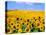 Wild Colors of Sunflowers, Jamestown, North Dakota, USA-Bill Bachmann-Premier Image Canvas