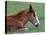 Wild Colt, Cumberland Island, Georgia, USA-Gavriel Jecan-Premier Image Canvas