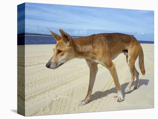 Wild Dingo on Beach, Australia-Mark Mawson-Premier Image Canvas