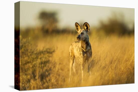 Wild Dog at Dawn, Moremi Game Reserve, Botswana-Paul Souders-Premier Image Canvas