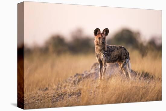 Wild Dog, Moremi Game Reserve, Botswana-Paul Souders-Premier Image Canvas