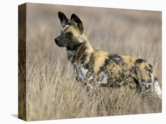 Wild Dog (Painted Hunting Dog) (Lycaon Pictus), South Africa, Africa-Steve & Ann Toon-Premier Image Canvas