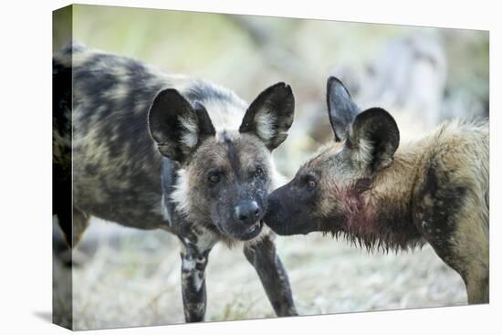 Wild Dogs at Dawn, Moremi Game Reserve, Botswana-Paul Souders-Premier Image Canvas