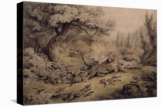 Wild Dogs Attacking a Tiger-Samuel Howitt-Premier Image Canvas