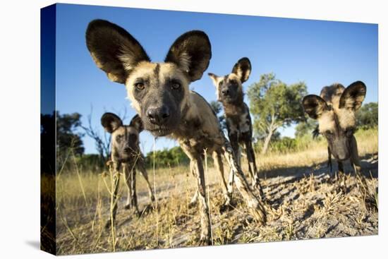 Wild Dogs, Moremi Game Reserve, Botswana-Paul Souders-Premier Image Canvas