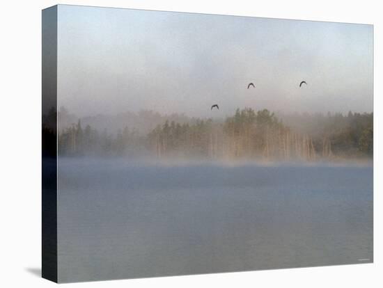 Wild Ducks in Morning Fog Flying over Post Lake on the Wolf River, Wisconsin-null-Premier Image Canvas