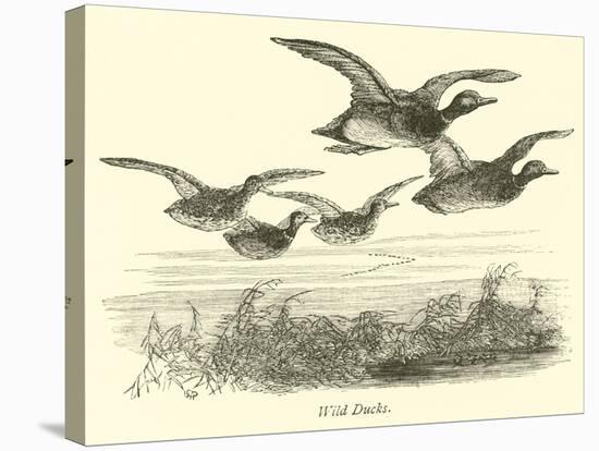Wild Ducks-null-Premier Image Canvas