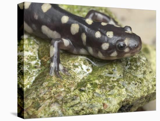 Wild eastern tiger salamander, Ambystoma tigrinum tigrinum, Central Florida.-Maresa Pryor-Premier Image Canvas