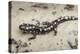 Wild eastern tiger salamander, Ambystoma tigrinum tigrinum, Central Florida.-Maresa Pryor-Premier Image Canvas