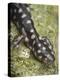 Wild eastern tiger salamander, Ambystoma tigrinum tigrinum, Central Florida.-Maresa Pryor-Premier Image Canvas