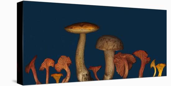 Wild edible Mushrooms-null-Stretched Canvas