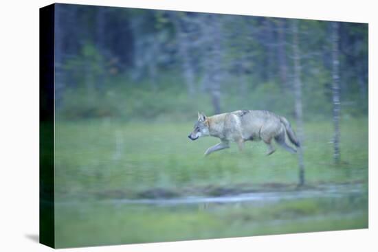 Wild European Grey Wolf (Canis Lupus) Walking, Kuhmo, Finland, July 2008-Widstrand-Premier Image Canvas