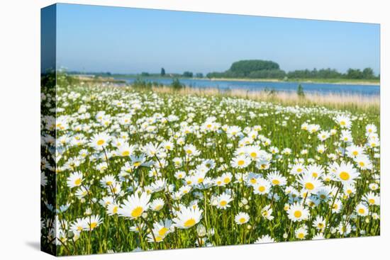 Wild Flowering Oxeye Daisies-Ruud Morijn-Premier Image Canvas